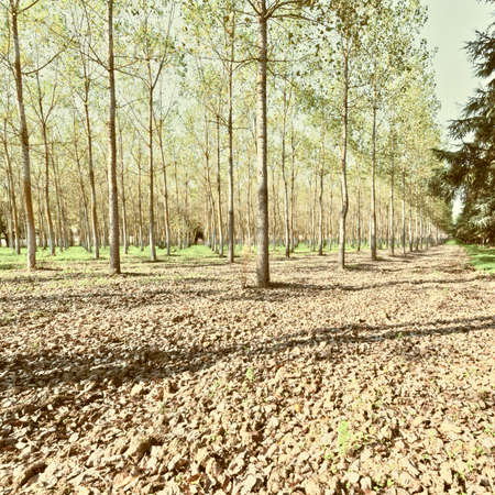 Dirt Road in Deciduous Forest in the French Alps, Retro Image Filtered Styleの写真素材