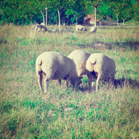 sheep grazing on alpine meadows in franceの写真素材