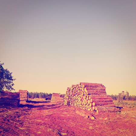 Logging in the Forest at Sunset, Vintage Style Toned Picture