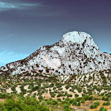 Olive Grove in the Cantabrian Mountain, Spain, Vintage Style Toned Pictureの写真素材