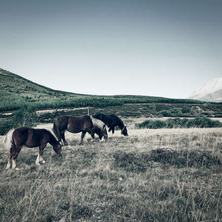 Horses Grazing on a Meadow of the European Peaks in Spain, Vintage Style Toned Pictureの写真素材