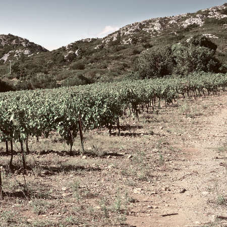 Ripe Black Grapes in the Autumn in France, Vintage Style Toned Pictureの写真素材