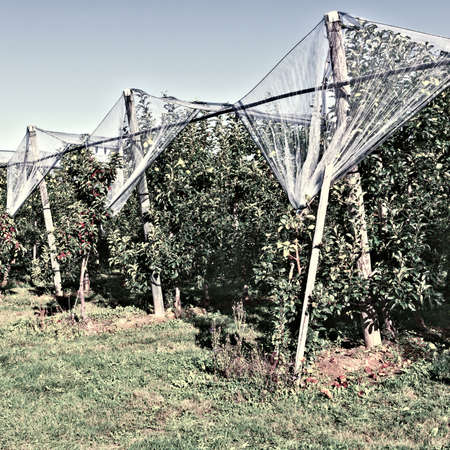 Apple on the Tree Ready for Harvests inside the Greenhouse in France, Vintage Style Toned Pictureの写真素材