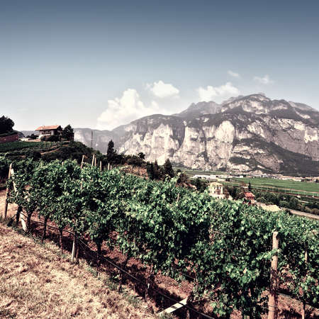 The Vineyard at the Foot of the Italian Alps, Vintage Style Toned Pictureの写真素材