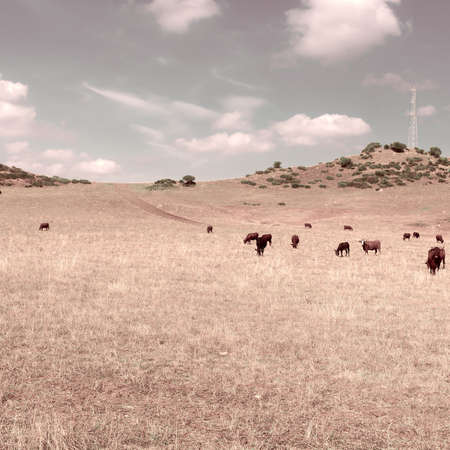 Cows Grazing on a Meadow of the European Peaks, Spain,Vintage Style Toned Pictureの写真素材