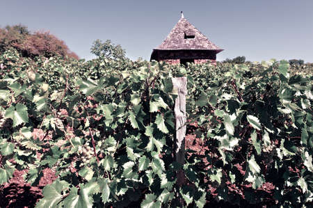 Ripe Grapes in the Autumn in France, Vintage Style Toned Pictureの写真素材