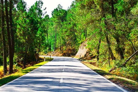 Forest Asphalt Road in Portugalの写真素材