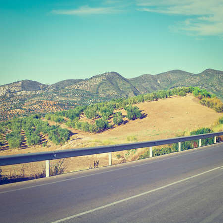 Winding Asphalt Road between the Olive Groves in Spainの写真素材