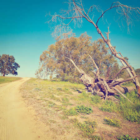 Broken Tree near the Dirt Road in Israelの写真素材