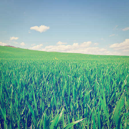 green sloping meadows of tuscanyの写真素材