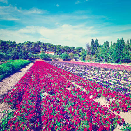 Flower Beds at the Farmhouse in France in the Autumnの写真素材