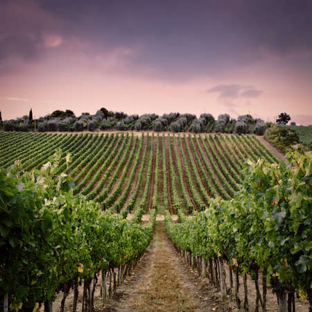 Hill of Tuscany with Vineyard in the Chianti Region, Vintage Style Toned Pictureの写真素材