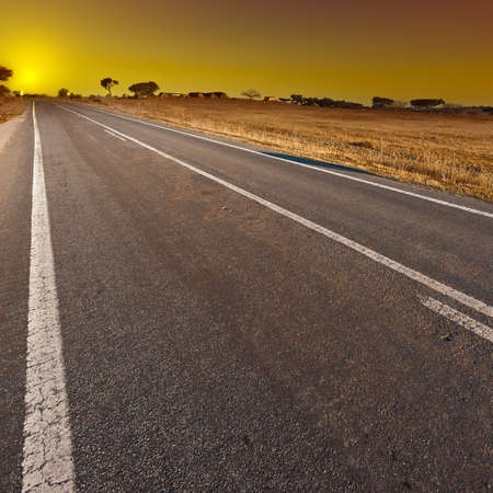 Straigt Asphalt Road  near a Cowshed at Sunset in Portugalの写真素材