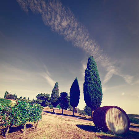 Hill of Tuscany with Vineyard in the Chianti Region, Vintage Style Toned Pictureの写真素材