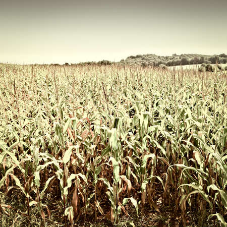 Plantation of Corn in the French Limousen, Vintage Style Toned Pictureの写真素材