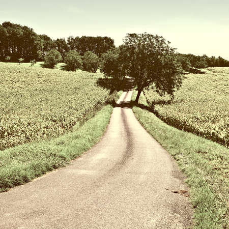 Plantation of Corn in the French Limousen, Vintage Style Toned Pictureの写真素材