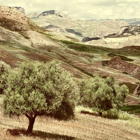 Olive Trees on the Sloping Hills of Sicily in Italy, Retro Image Filtered Styleの写真素材