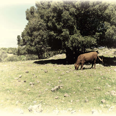 Cow Grazing on the Golan Heights in Israel, Vintage Style Toned Pictureの写真素材