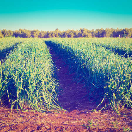 Plantation of Green Onions on the Golan Heights in Israel の写真素材