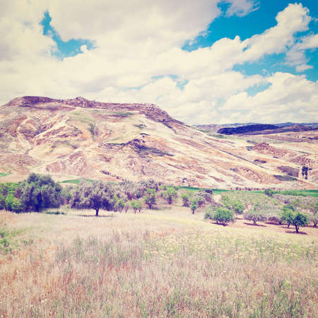 Olive Trees on the Sloping Hills of Sicily in Italy の写真素材