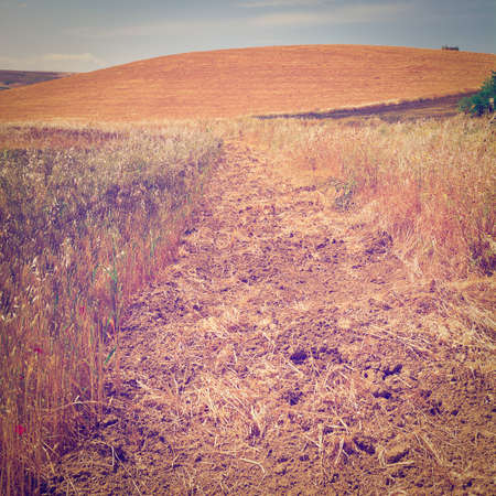 Wheat Fields on the Hills of Sicily after Harvest  の写真素材