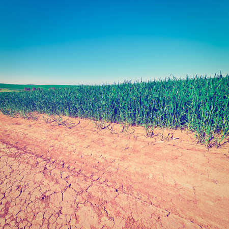 Dirt Road between Green Fields in Israelの写真素材