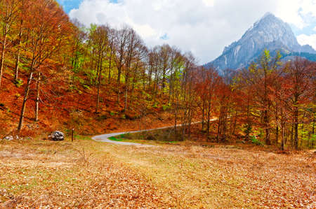 Dirt Forest Road on the Slopes of the Italian Alps in Piedmontの写真素材