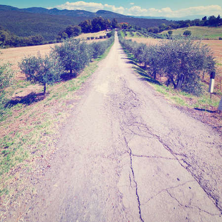 olive alley leading to the farmhouse in tuscanyの写真素材
