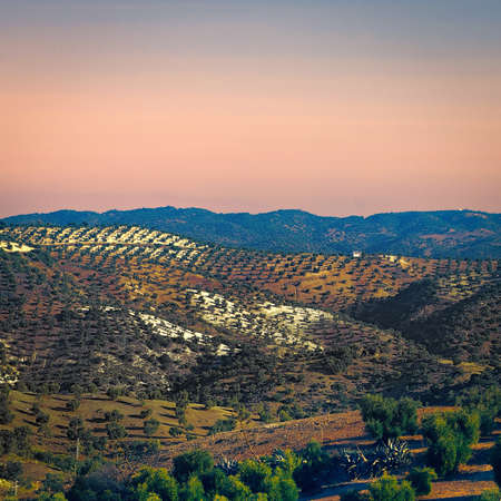 Olive Grove in the Cantabrian Mountain, Spain, at Sunset, Vintage Style Toned Picture