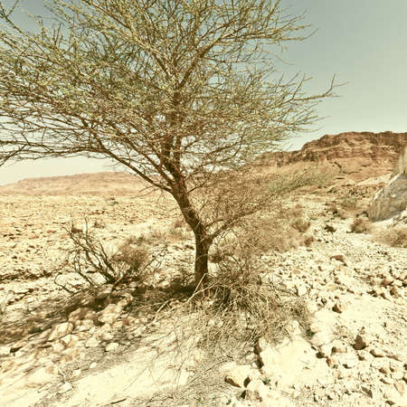 Tree in the Judean Desert on the West Bank, Vintage Style Toned Pictureの写真素材