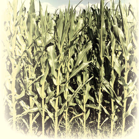 Plantation of Corn in Southern Bavaria, Germany, Retro Image Filtered Styleの写真素材