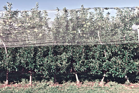 Apple on the Tree Ready for Harvests inside the Greenhouse in France, Retro Image Filtered Styleの写真素材
