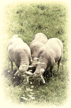 Sheep Grazing in the Alpine Meadows of Bavaria in Germany, Retro Image Filtered Styleの写真素材