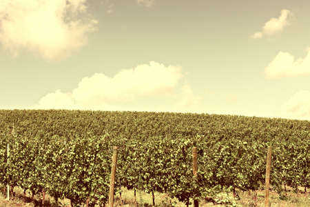 Hill of Tuscany with Vineyard in the Chianti Region, Vintage Style Toned Pictureの写真素材