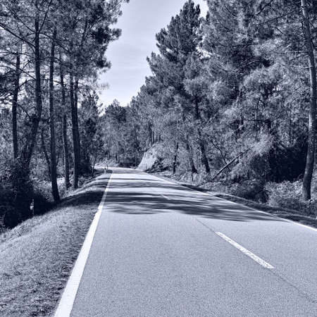 Forest Asphalt Road in Portugal, Retro Image Filtered Styleの写真素材