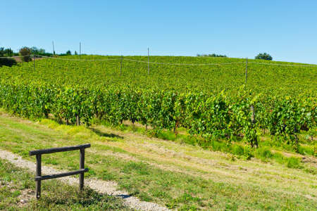 Hills of Tuscany with Vineyards in the Chianti Region of Italyの写真素材