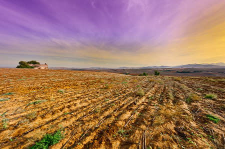 Cotton Field after Harvest at Sunset in Spainの写真素材