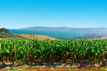 Banana Plantation on the Golan Heights