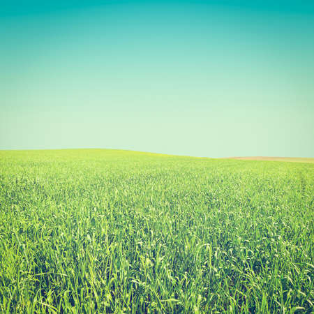 Green Field in Israel at Spring,  Effectの写真素材