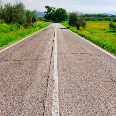 Asphalt Road between Poppy Fields and Olive Groves in Tuscanyの写真素材
