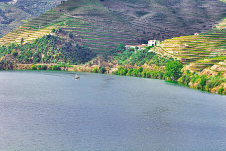 Vineyards in the Valley of the River Douro, Portugalの写真素材