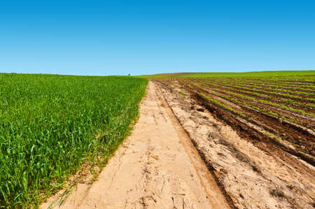 Dirt Road between Green Fields in Israelの写真素材