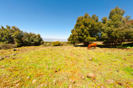 Cow Grazing on the Golan Heights in Israelの写真素材