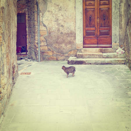 Cat in the Courtyard in the Historic Center City of Sorano in Italyの写真素材