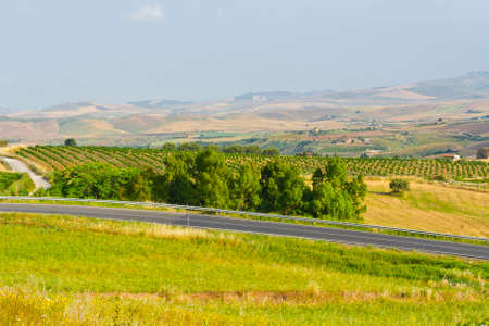 Asphal Road between Olive Groves and Wheat Fields in Sicilyの写真素材