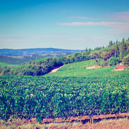 Hills of Tuscany with Vineyards in the Chianti Region of Italyの写真素材