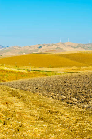 Wheat Fields on the Background of the Modern Wind Turbines in Sicilyの写真素材