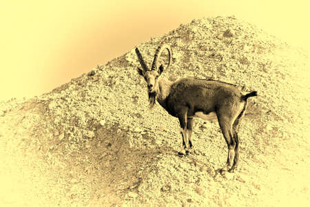 Ibexe on the Rocky Hills of the Negev Desert in Israel, Vintage Style Toned Picture