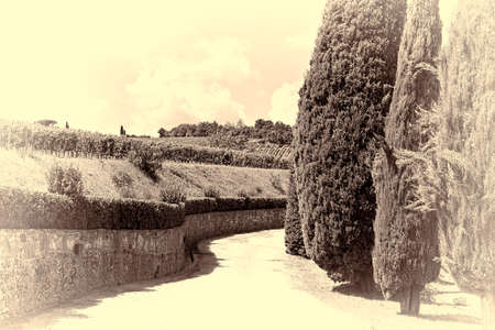Hill of Tuscany with Vineyards and Cypress Alley, Stylized Photoの写真素材