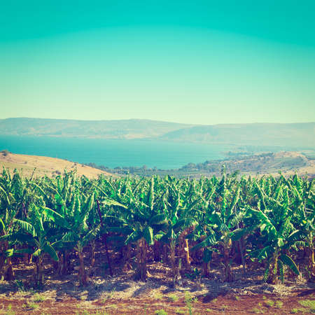 banana plantation on the golan heightsの写真素材
